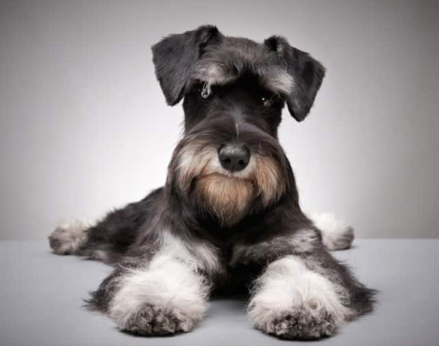 nomes para schnauzer preto e branco