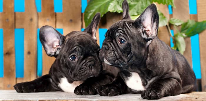 Nomes de casal de buldogue