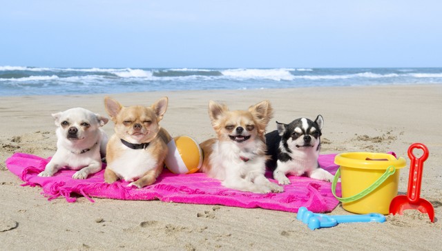 cães chihuahua deitado na praia