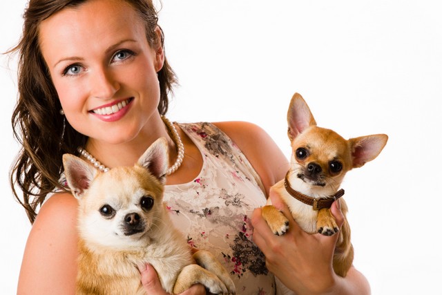 mulher com sua raça chihuahua de dois cães