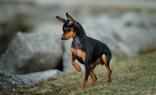pinscher masculino no mato