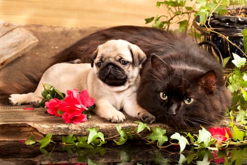 cão pug com um gato preto adulto 