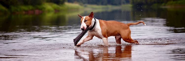 melhores nomes para bull terrier