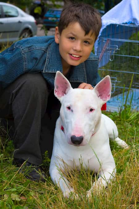 menino com seu cachorro bull terrier branco