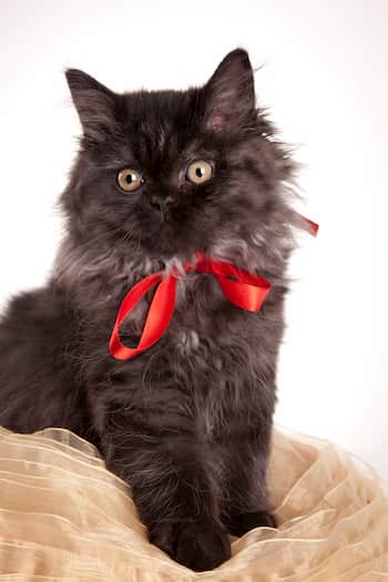 nomes para gatos pretos fofos