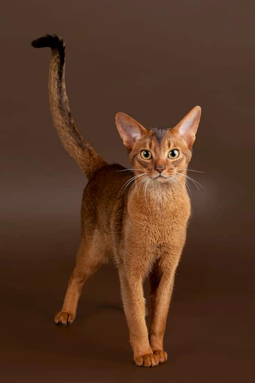 gato de raça abissínio laranja
