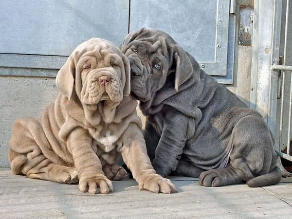 Filhotes de Mastiff Napolitano