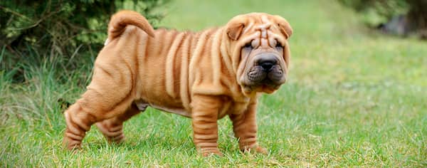 Shar Pei