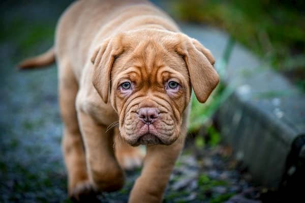 dogue-de-bordeaux