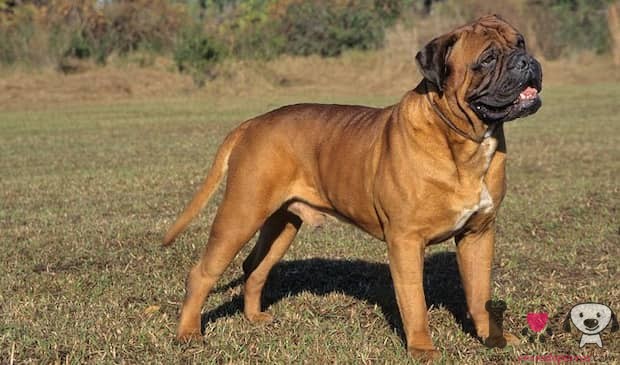 Bullmastiff