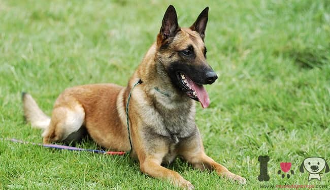 Cão de guarda pastor belga