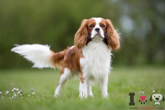 Cavalier King Charles Spaniel