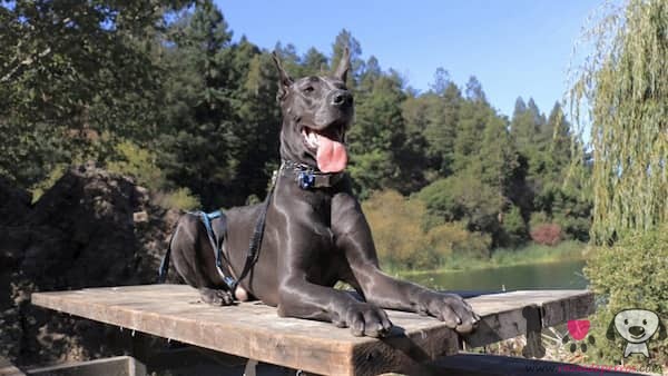 Dogue Alemão cinza escuro