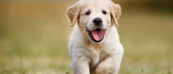 Nomes para cachorros 