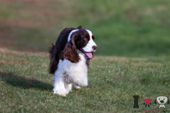 Springer Spaniel Inglês