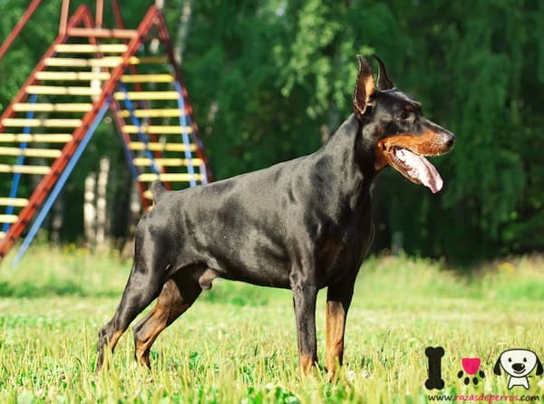 adorável doberman preto