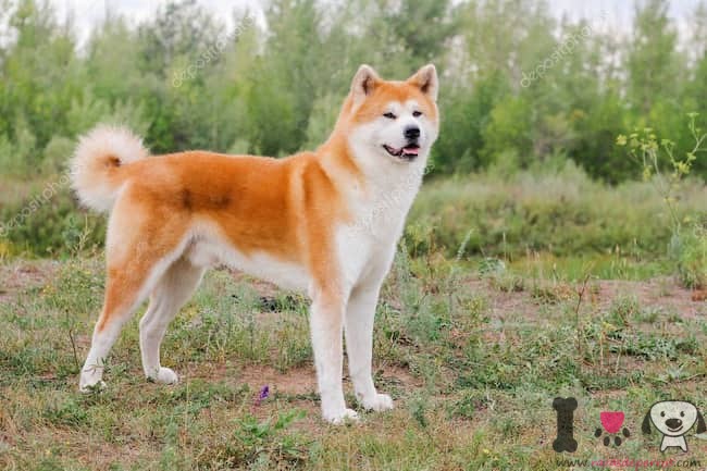akita-inu-japanese-dog