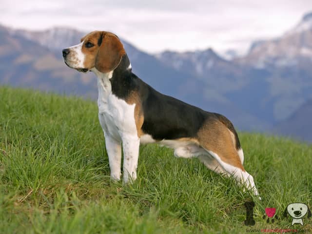 beagle-inglês