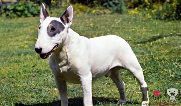 bull terrier