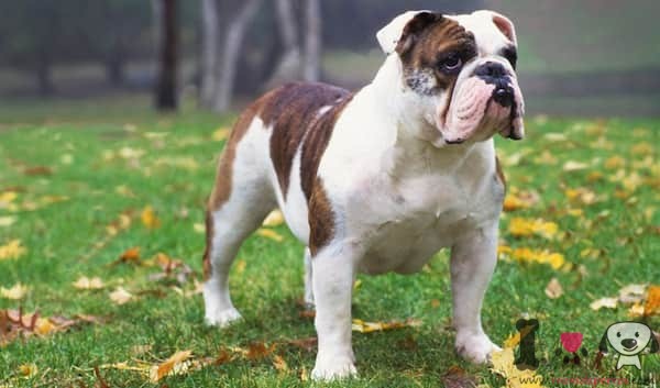 bulldog inglês masculino