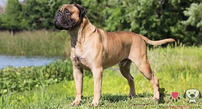 bullmastiff guardião musculoso