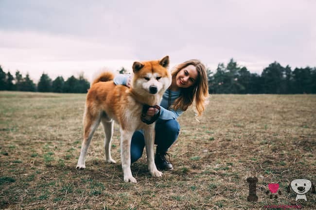 cachorro-japonês-akita-com-seu-dono