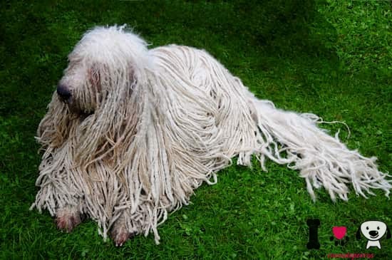 cachorro komondor