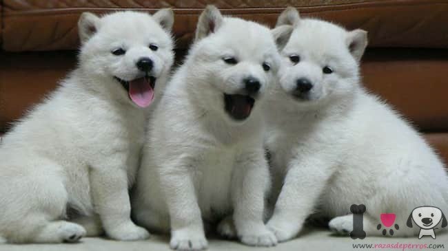 cachorros-de-ainu-ken-hokkaido