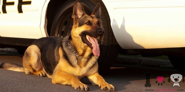 cão pastor alemão policial