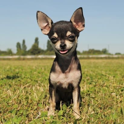 chihuahua preto