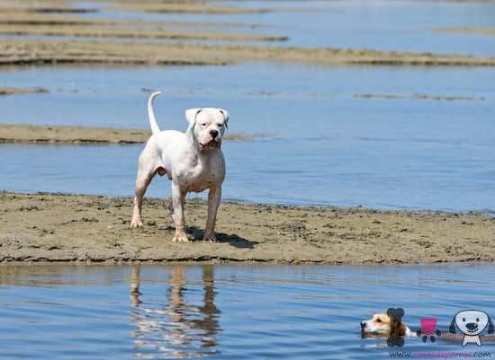 dogo argentino branco na praia
