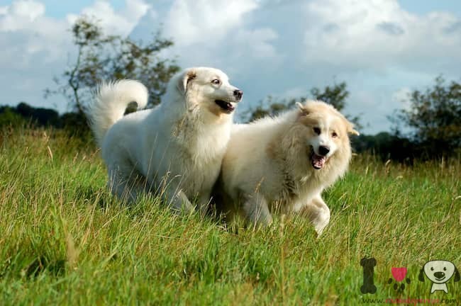 dois grandes cães guardiões brancos