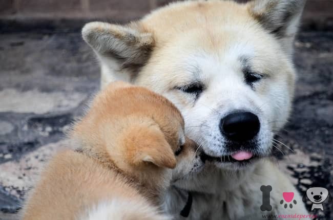 filhote-japonês com a mãe