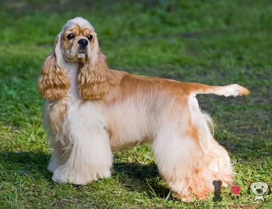 homem cocker spaniel