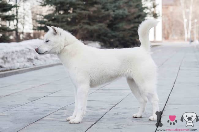 kishu-ken-japanese-race-pega-na-calçada