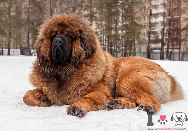 mastim tibetano marrom e preto