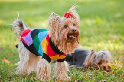 melhores nomes para cães pequenos