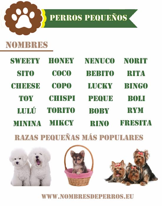 nomes cães pequenos
