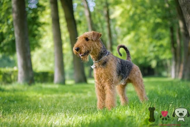 raça-inglês-bicolor-airedale-terrier