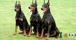 raças de cão de guarda