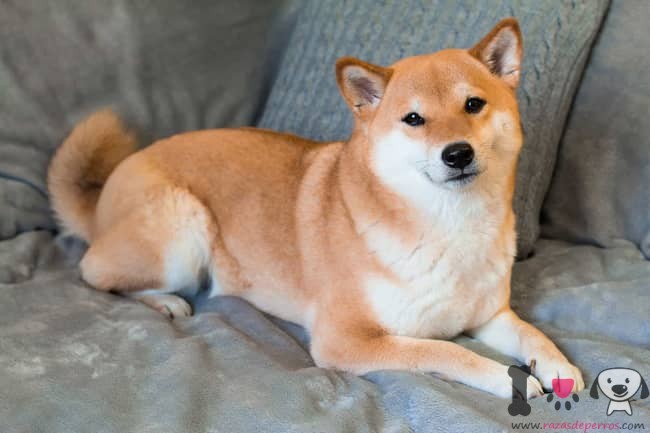 shiba-inu-brown-and-white