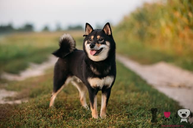 shiba-inu-color-black-and-gold