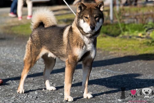 shikoku-ken-japonês