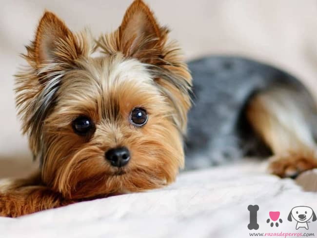 yorkshire terrier bronzeado preto